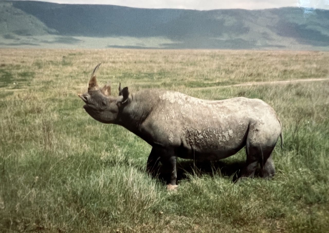 Read more about the article Tanzania: Arusha – Lake Manyara – Serengeti – Ngorongoro Crater 1995