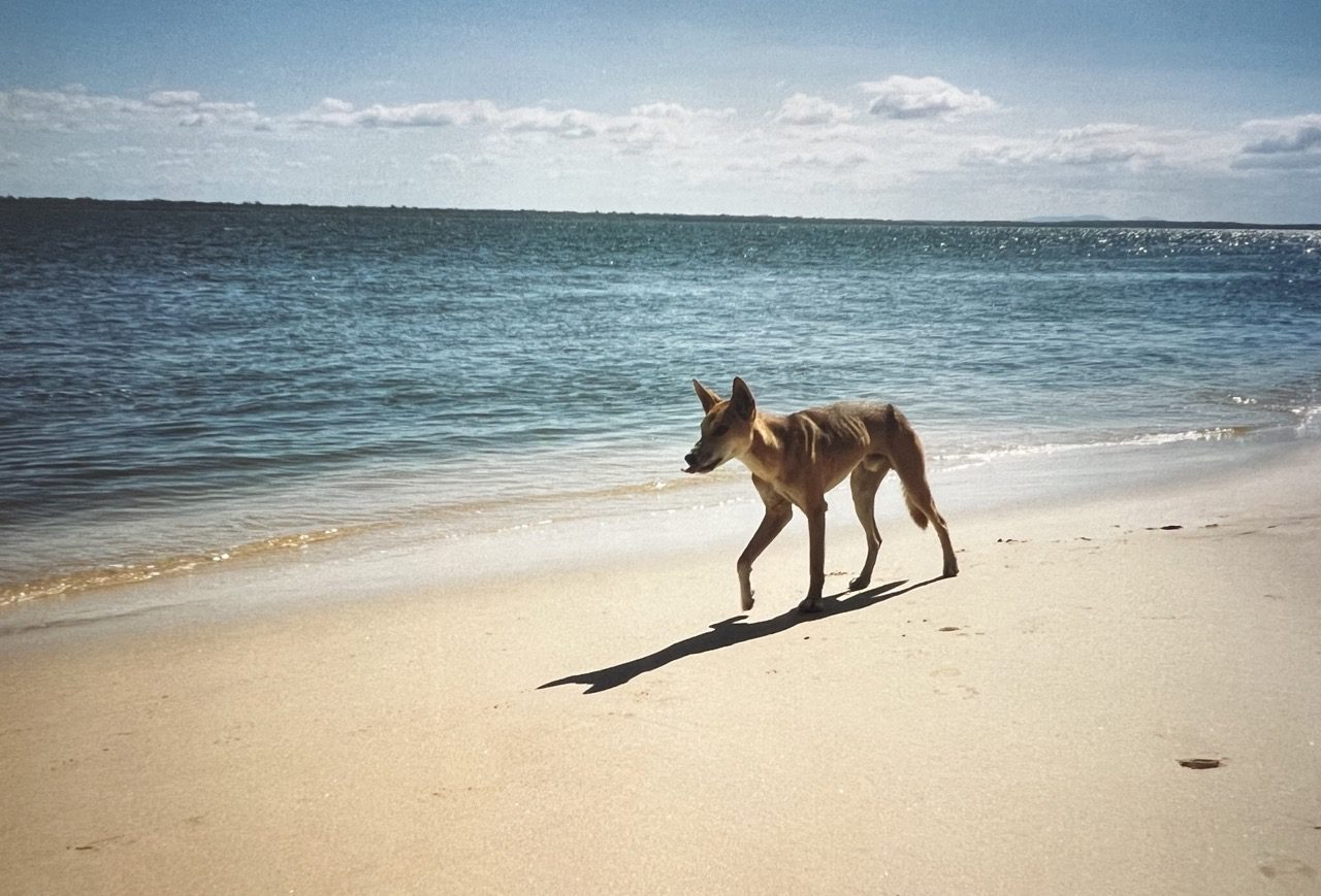 Read more about the article Australia: Fraser Island (1995)