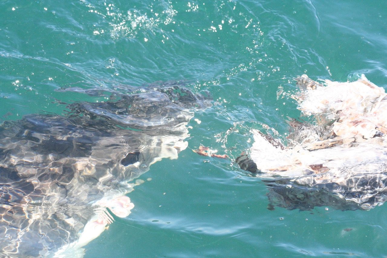 Read more about the article Gansbaai: Shark Diving