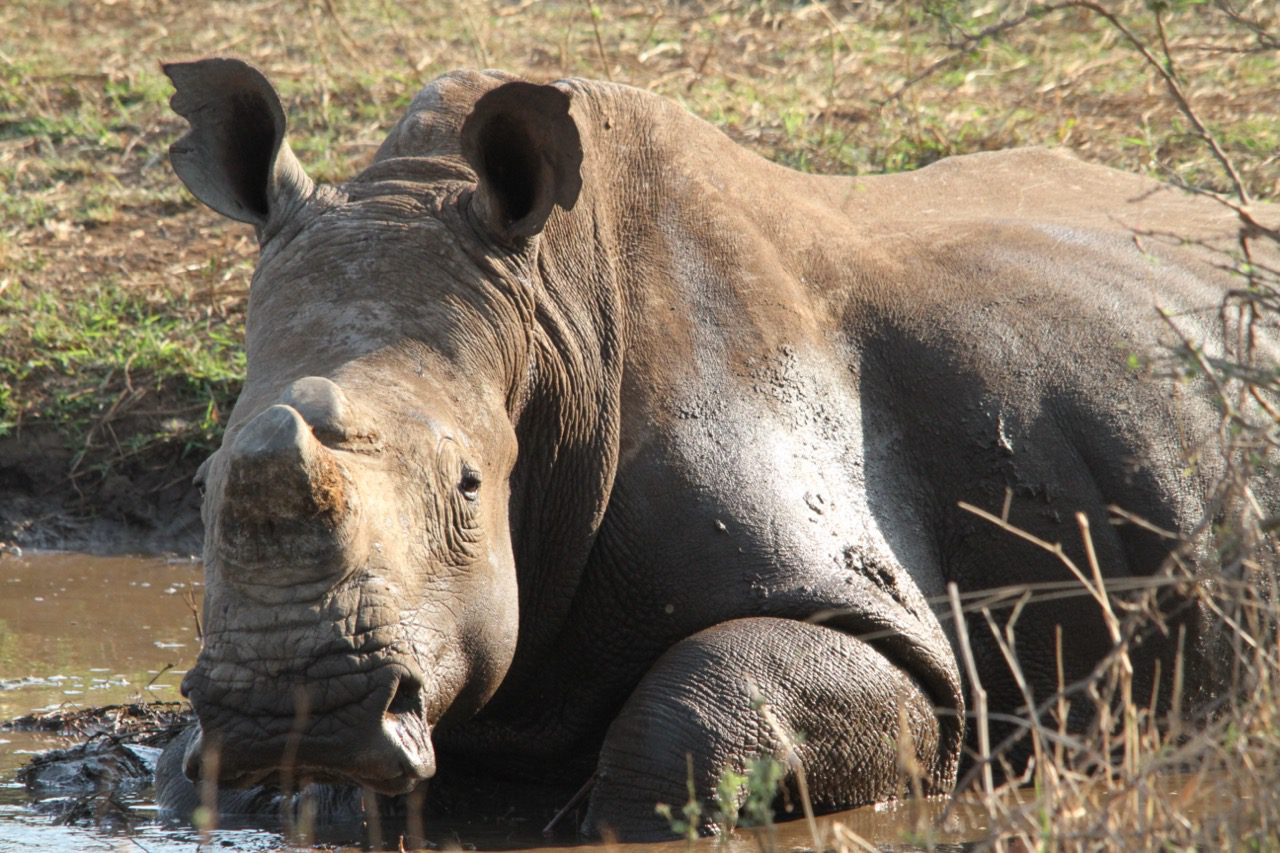 Read more about the article SA: Kruger National Park – 2010 Highlights