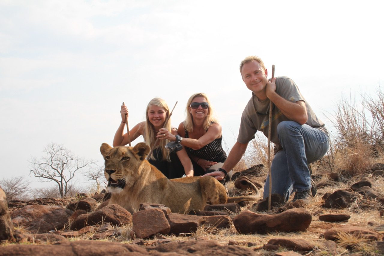 Read more about the article Zimbabwe: Lion Encounter