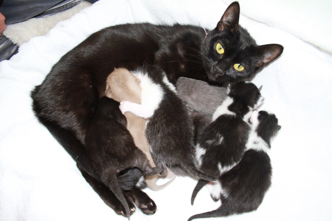 Read more about the article Scarlet’s 2nd Litter – April 2012
