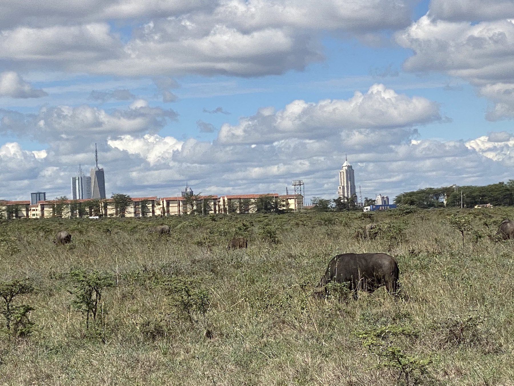 Read more about the article Kenya 2020: Nairobi National Park