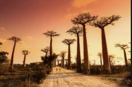 Read more about the article Madagascar