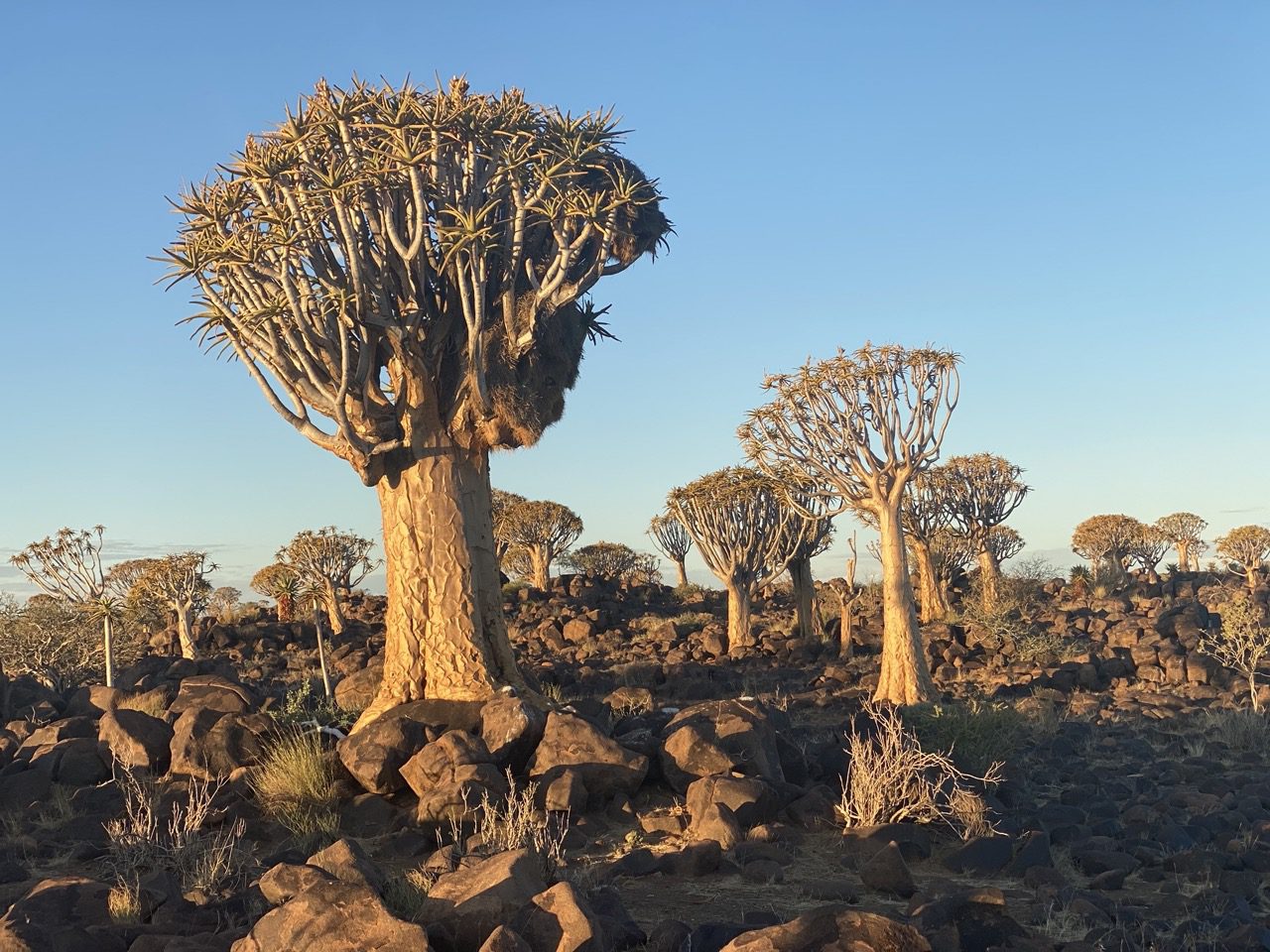 Read more about the article Namibia: 2021 – Quiver Tree Forest