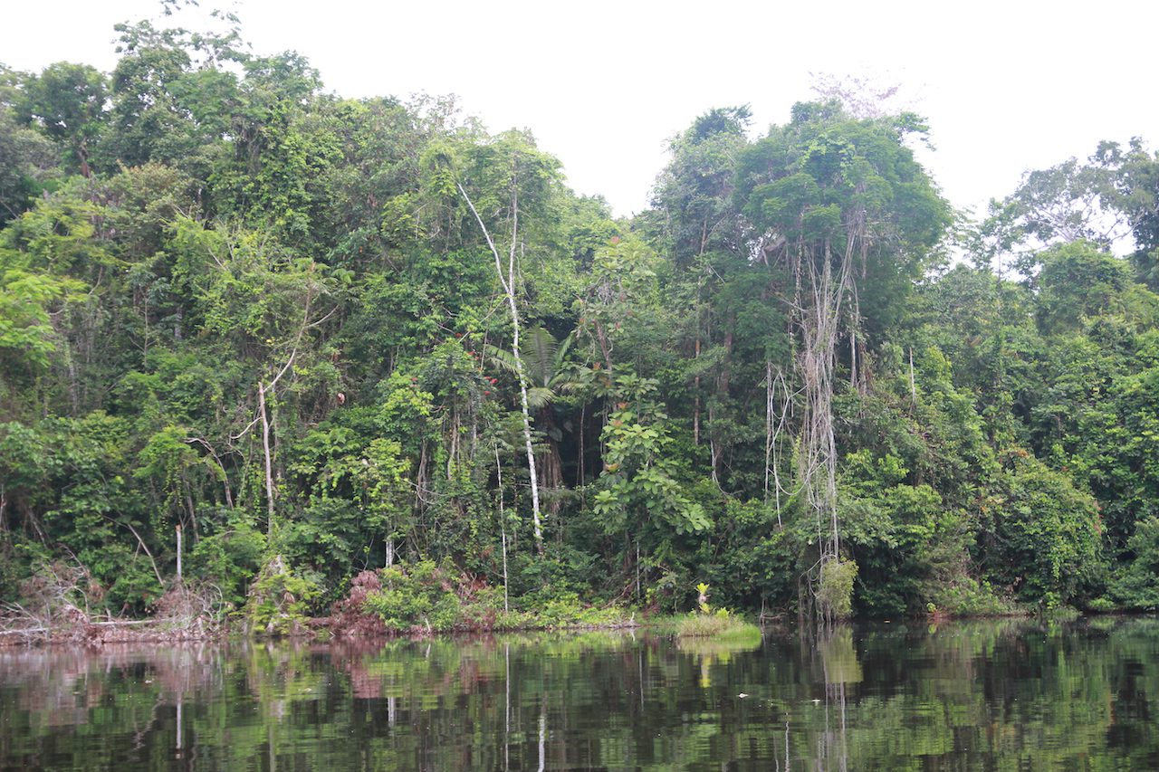 Read more about the article Peru: Amazon – Delfin 1 – Day 3
