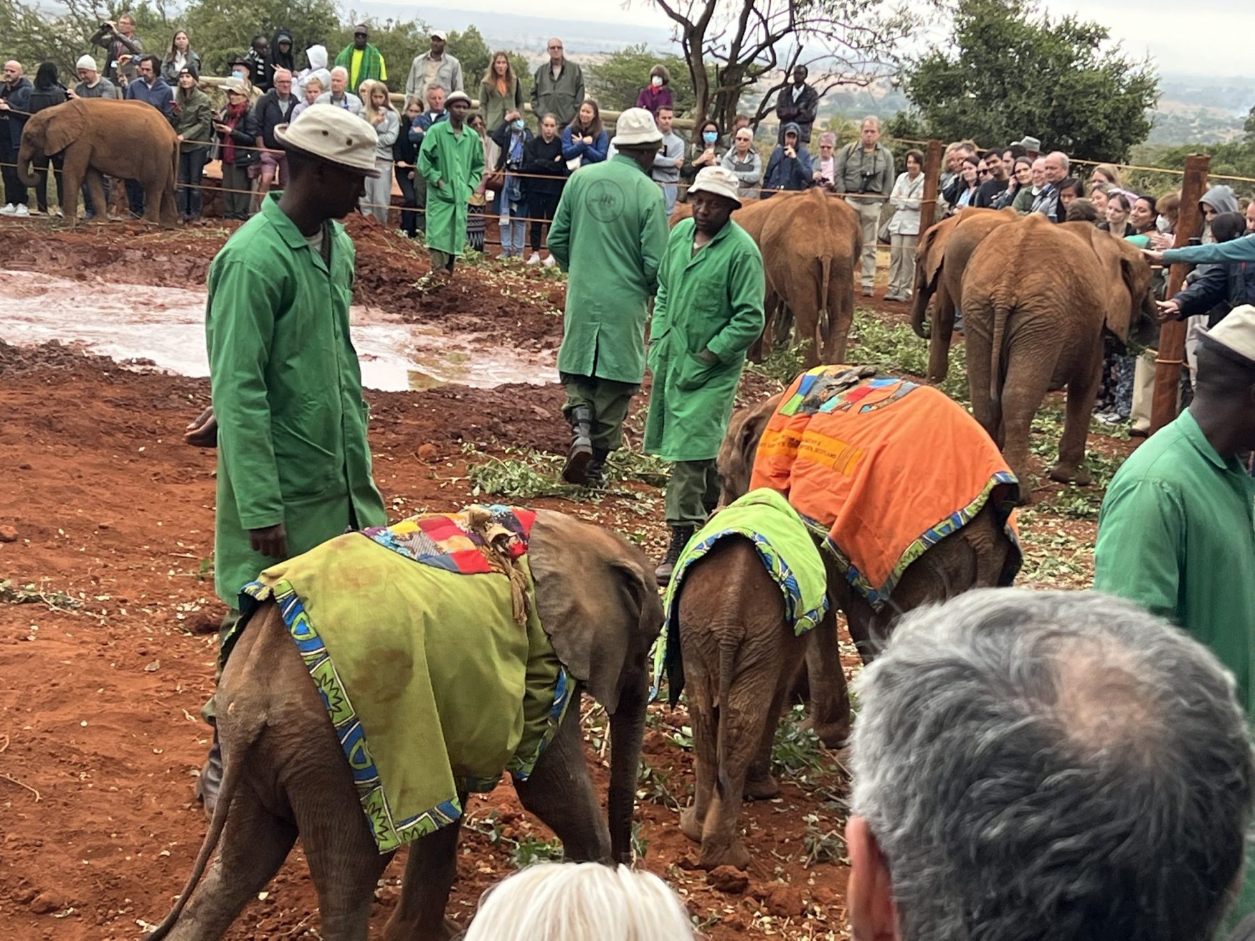 Read more about the article Kenya 2022: Sheldrick Trust – Group Visit