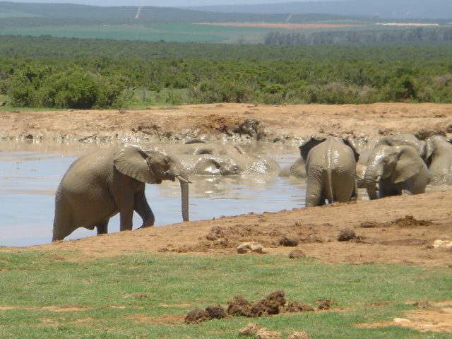 Read more about the article SA: SANParks: Addo Elephant Park