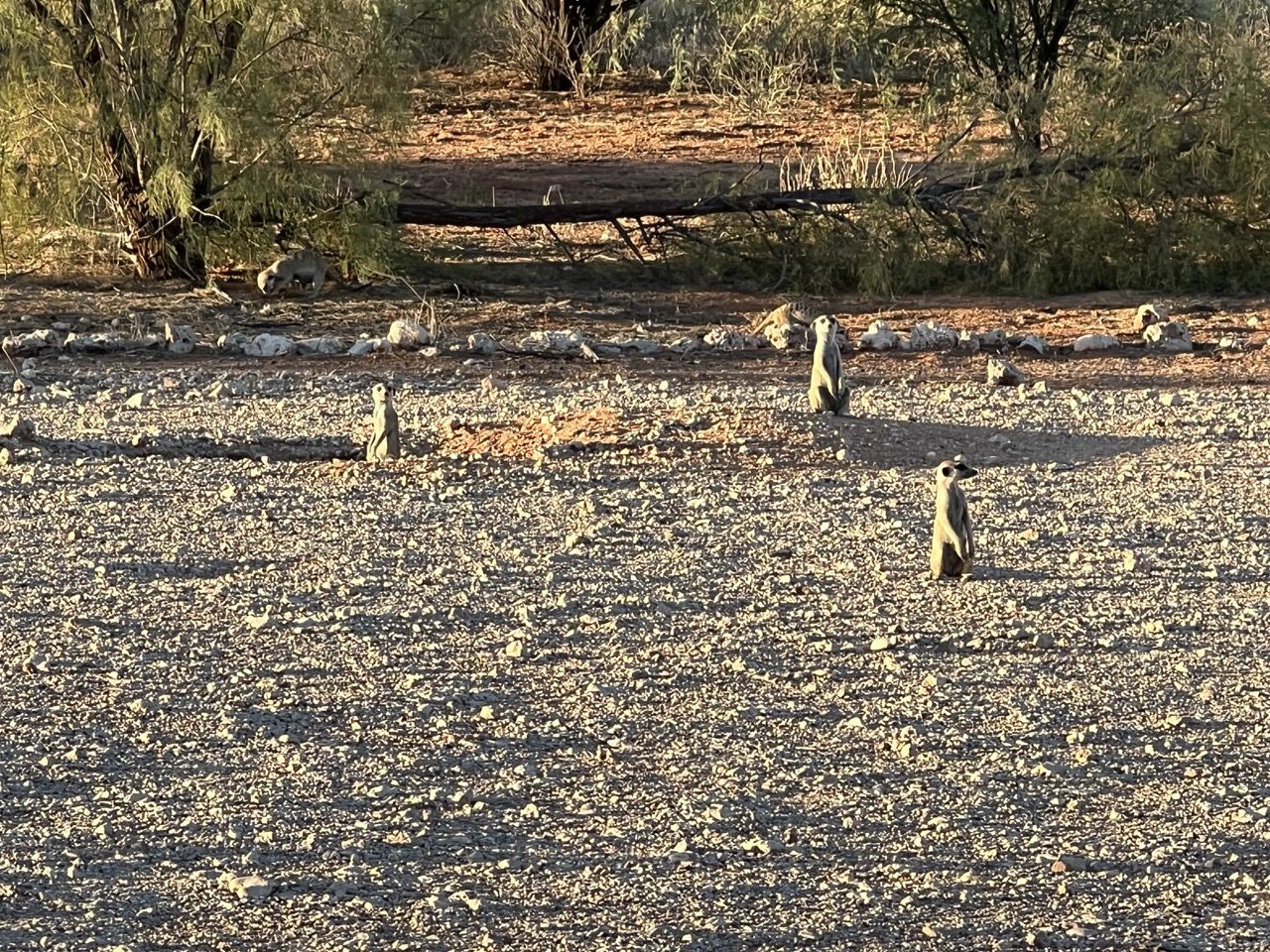 Read more about the article SA – Kalahari Meerkat Sanctuary