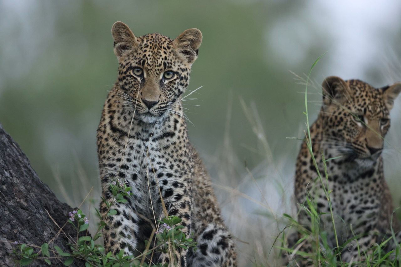 Read more about the article SA: Sabi Sands – Umkumbe Bush Lodge – March 2024